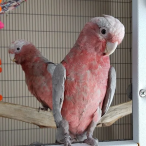 Rose Breasted Cockatoo for Sale Online – Hand-Raised Galah Cockatoos meet Pearl & Taffy
