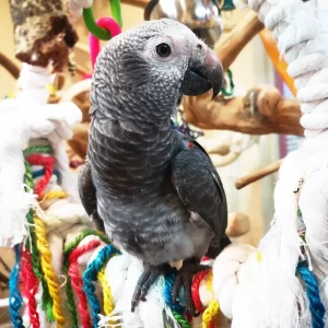 Timneh African Grey Parrot for Sale — Meet Pepper