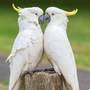Buy Sulphur Crested Cockatoo for Sale Online