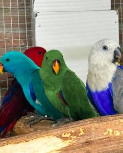 Eclectus parrots for sale online