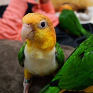 Baby Female White Bellied Caique Parrot, Tame Companion Bird-(Jane )
