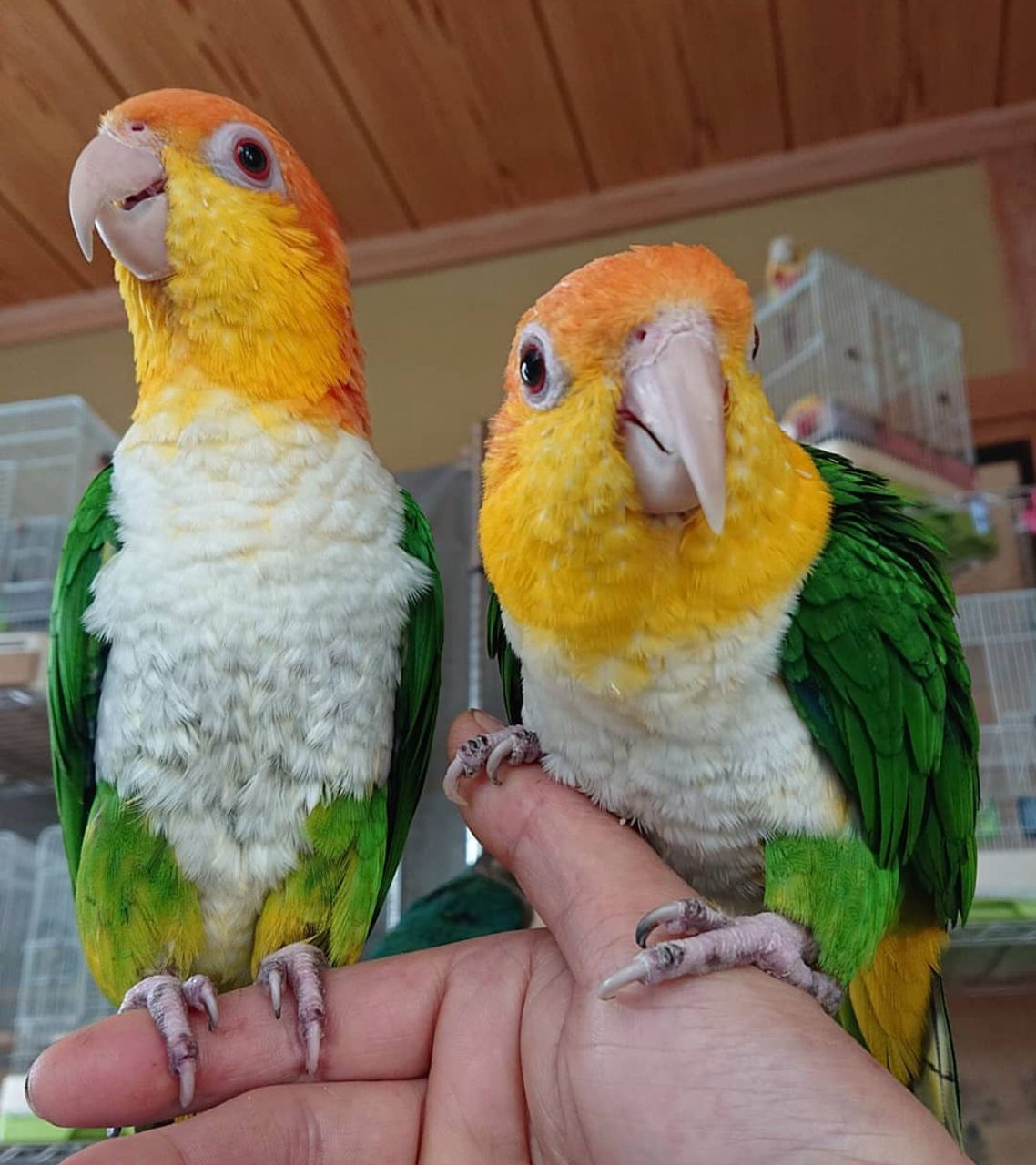 White Bellied Caique Breeding Pair for Sale