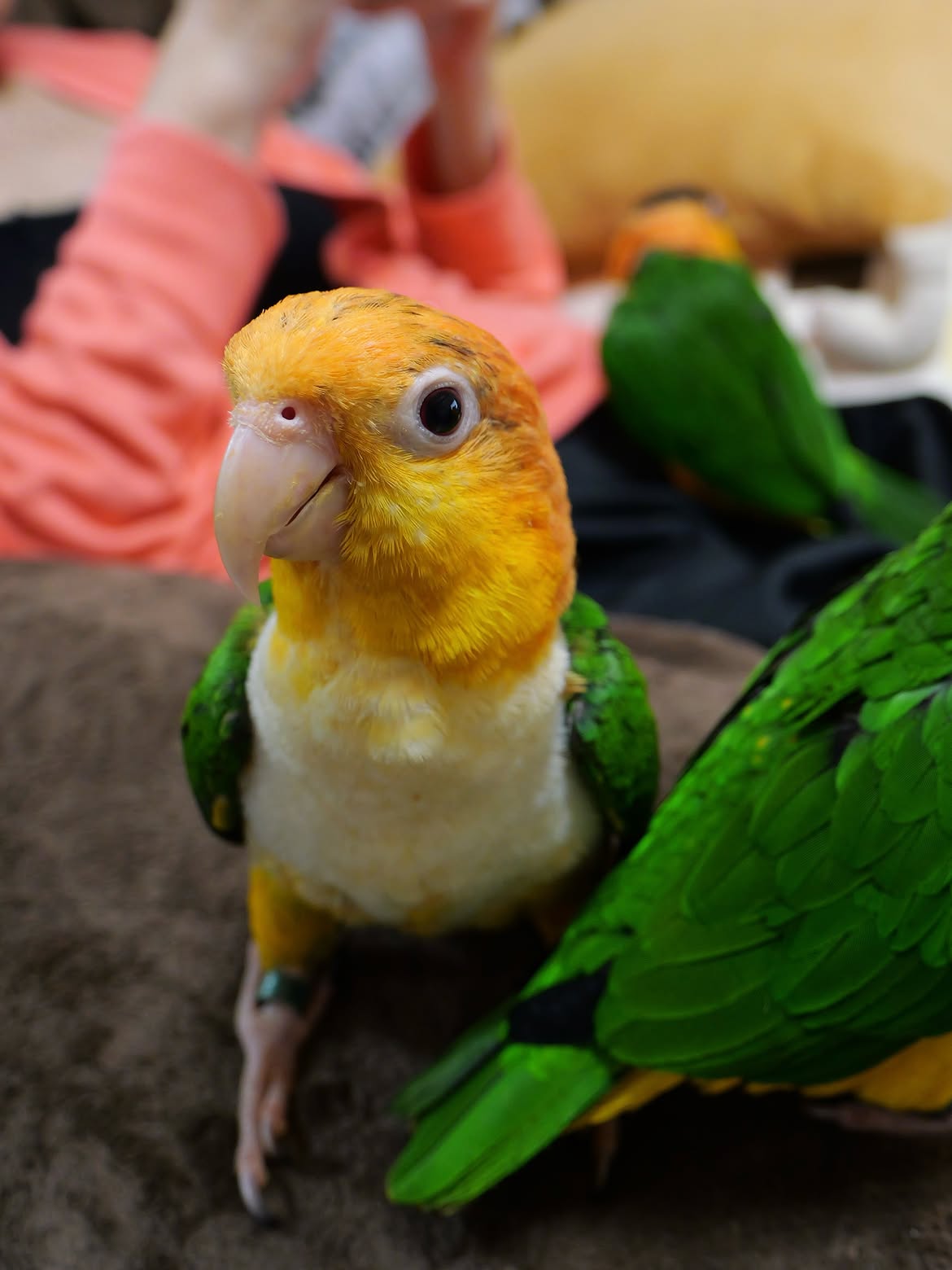 Female White Bellied Caique Parrot