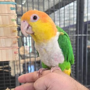 Adult Female White Bellied Caique Parrot – Stella
