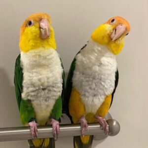 White Bellied Caique Breeding Pair for Sale – Adult Aviary Pair, Meet Kobi & Missy