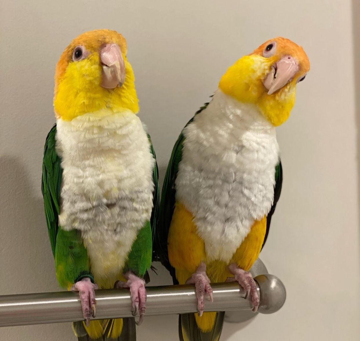 White Bellied Caique Breeding Pair for Sale