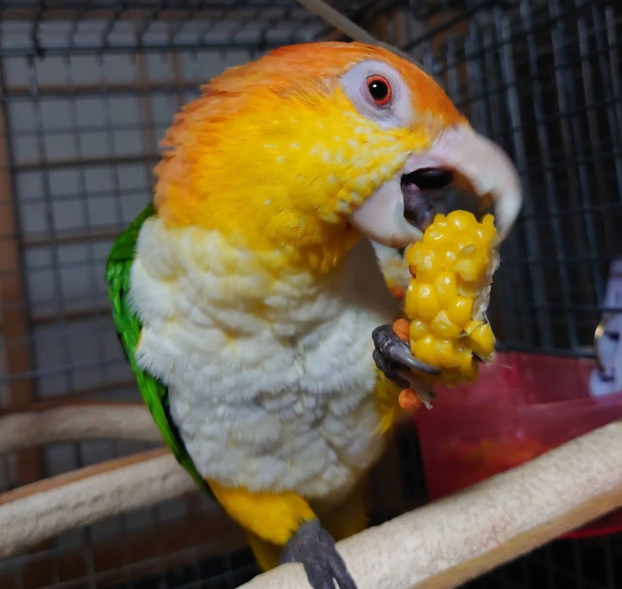 Female White Bellied Caique Parrot