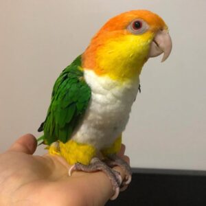 Male White-Bellied Caiques for Sale Online-Adult – ( Smart )