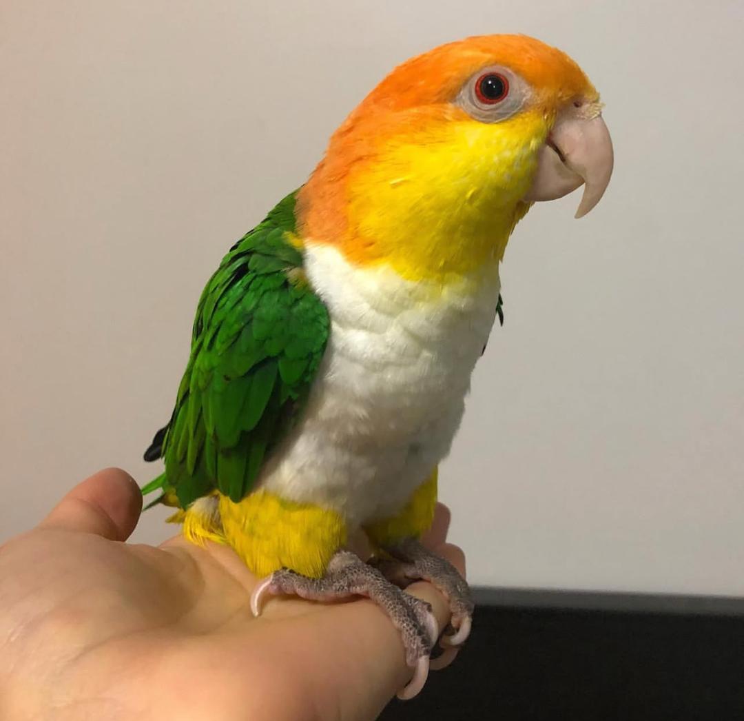 Adult White Bellied Caique for sale