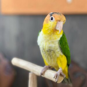 Young Male White Bellied Caique for Sale – Hand-Fed & Weaned