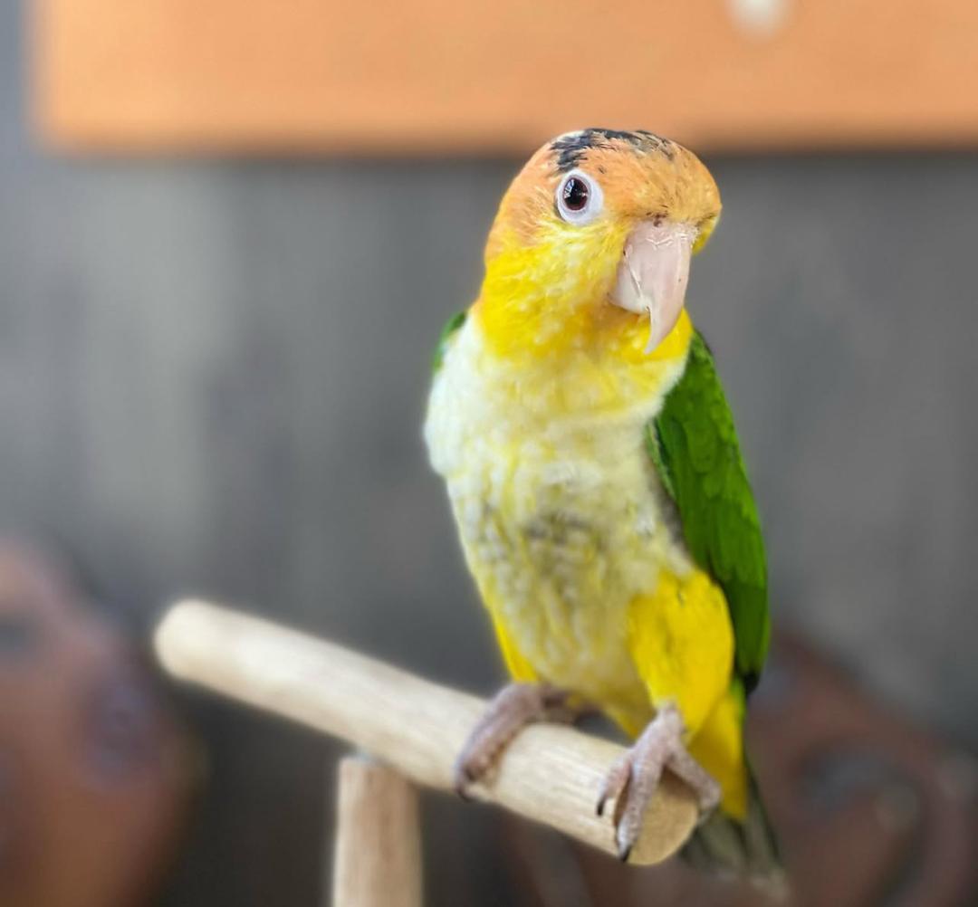 Young Baby Male White Bellied Caique for sale