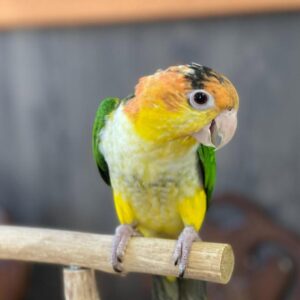 Young Male White Bellied Caique for Sale – Hand-Fed & Weaned