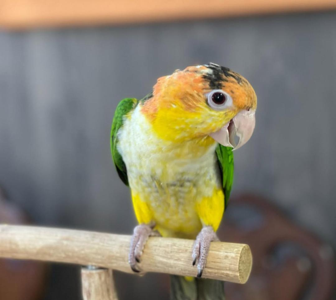 Young Baby Male White Bellied Caique for sale