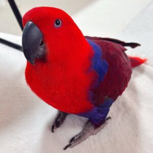 Baby Female Eclectus Parrots Available Hand-fed