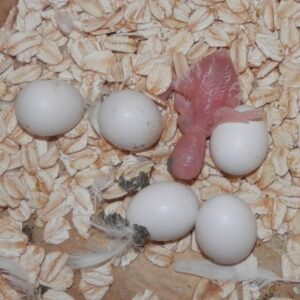 Eclectus Parrot Eggs for Sale