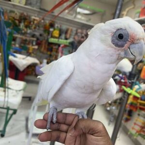 Bare-Eyed Cockatoo for Sale – Meet Pablo