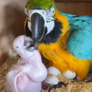 Blue and Gold Macaw parrot fertile eggs for sale