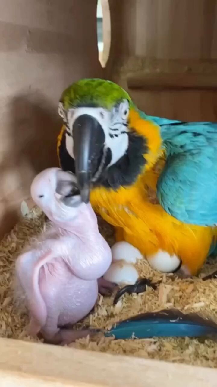 Blue and Gold macaw parrot fertile eggs for sale