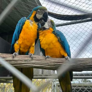 Young Pair Blue and Gold Macaw for Sale – Healthy, Social & Hand-Raised Meet Jack & Jill