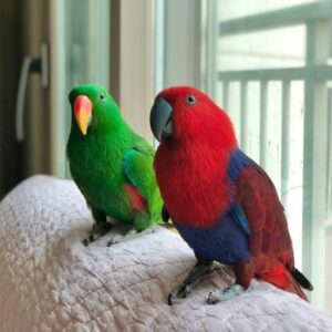 Solomon Island Eclectus Parrots for Sale Online