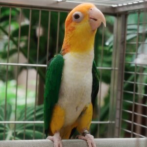 Adult Female White Bellied Caique Parrot – Stella