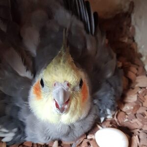 Buy Fertile Cockatiel Eggs Online for sale