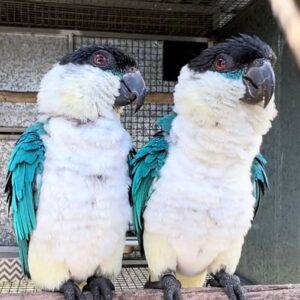 Blue Mutation Black Headed Caique Pair for Sale – Premium Aviary Pair, Meet Kala & Kessy