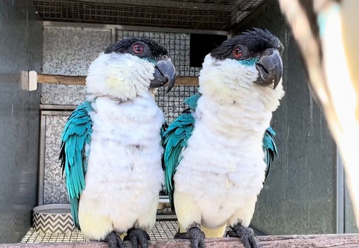 Blue Mutation Black Headed Caique Pair for Sale | Premium Aviary Pair, Meet Kala & Kessy