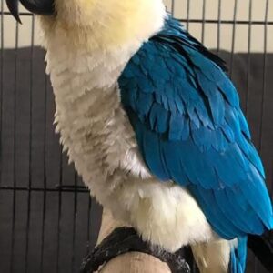 Rare Blue Mutation Black Headed Caique – Adult Male – Khan