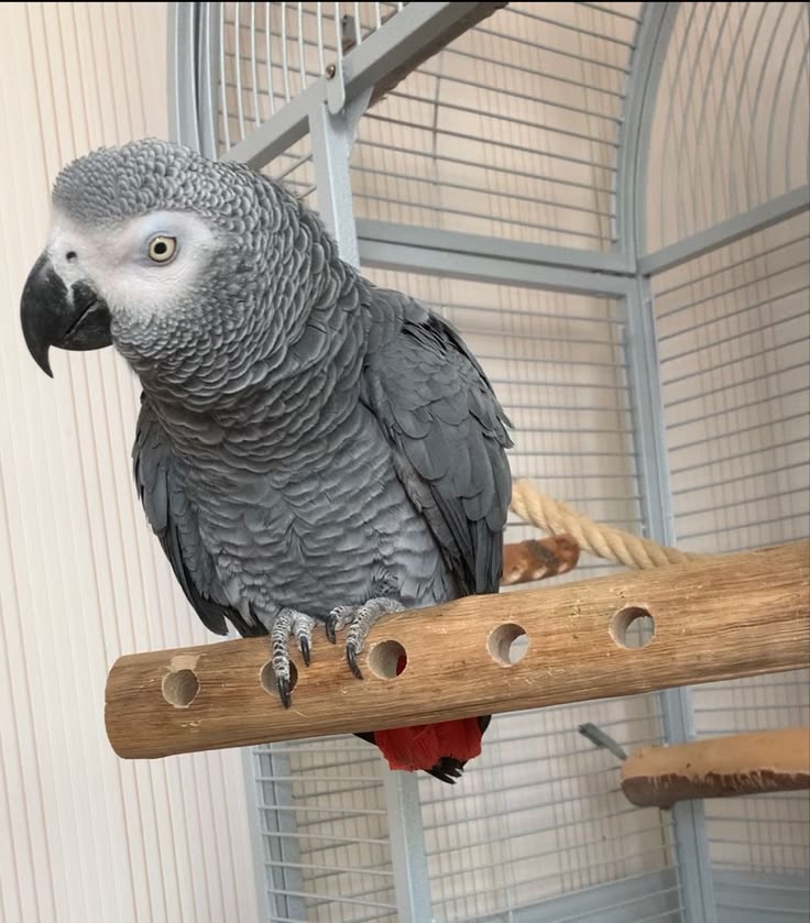Meet Max – Hand-Raised Congo African Grey Parrot