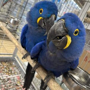 Hyacinth Macaw for Sale Online – Hand-Raised, Healthy & Social; Meet Teal & Cleo