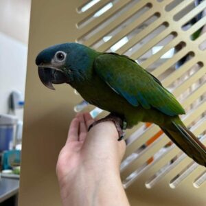 Blue-Headed Macaw for Sale – Hand-Raised & Social Macaws: Sunny