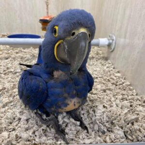 Hyacinth Macaw for Sale Online – Hand-Raised, Healthy & Social: Meet Azure