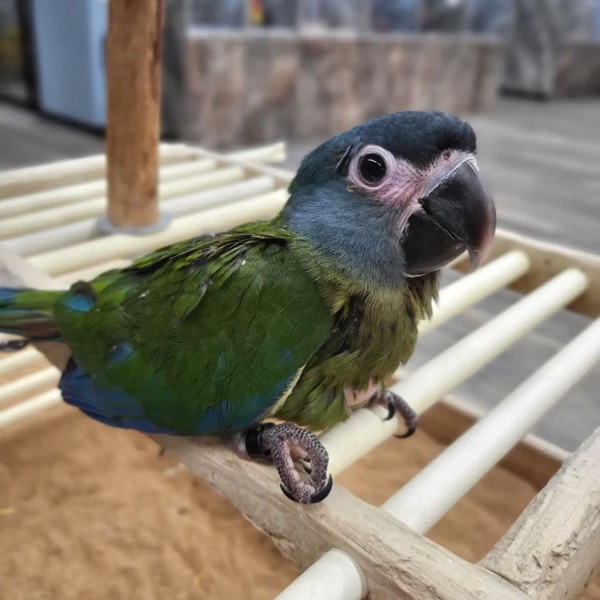 Blue-headed Macaw for Sale | Hand-Raised & Captive-Bred; Meet Indigo