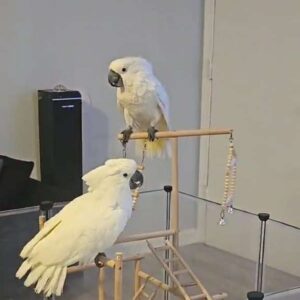 Umbrella Cockatoo for Sale – Hand-Raised, & Healthy Meet Tofu & Pearl