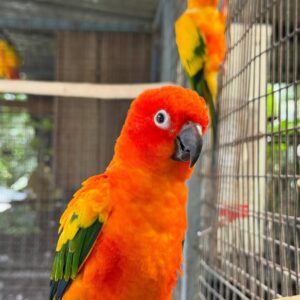 Baby Male Sun Conure | Hand-Fed & Weaned (Sunny)