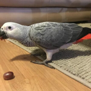 Adult Female Congo African Grey Parrot for Sale ( Xena )