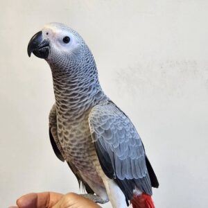 African Grey Parrots for Sale | Congo & Timneh African Greys