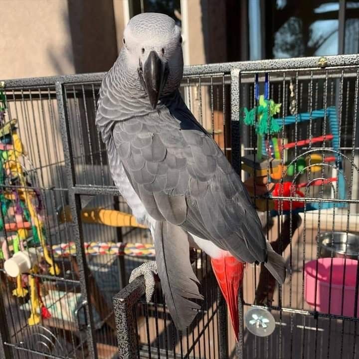 Xena 3-year-old adult female Congo African Grey Parrot for sale