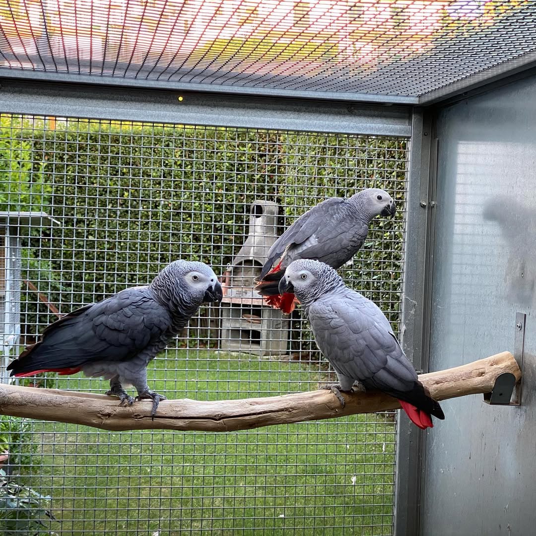 Congo African Grey Parrot for Sale