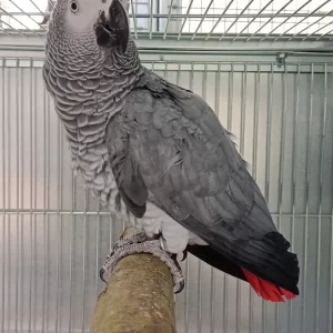Male Congo African Grey Parrot for Sale | Adult African Grey ( Bobby)