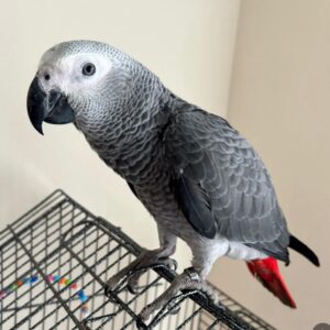 Congo African Grey Parrot for Sale