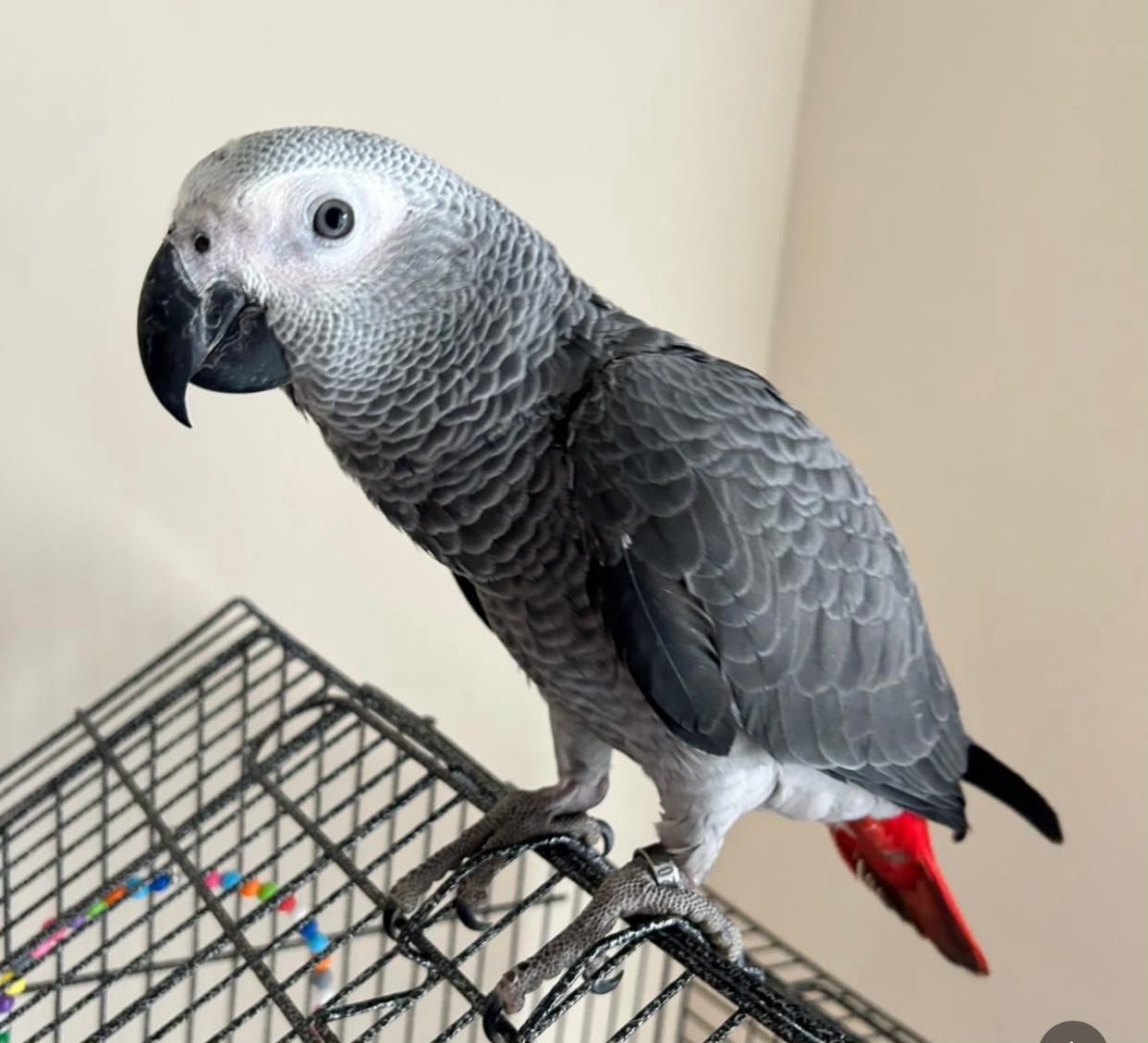 Adult Male Congo African Grey parrot for sale