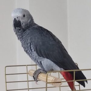 Congo African Grey Parrot for Sale