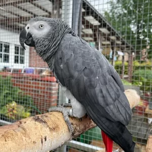 Adult Male Congo African Grey Parrot for Sale | Cosmo