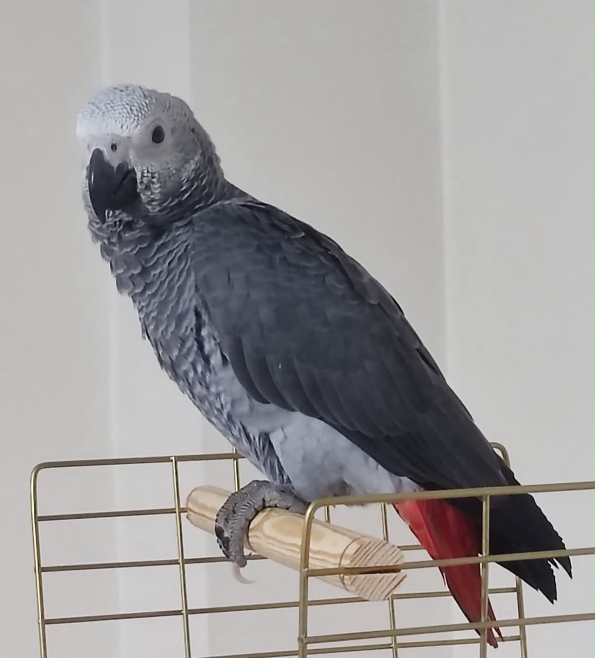 Bobby 3-year-old male Congo African Grey Parrot for sale