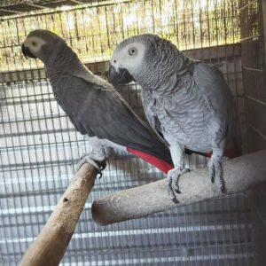 Adult Congo African Grey Breeding Parrot Pair- ( Lucky & Lyra )