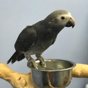 Timneh African Grey Parrots for sale