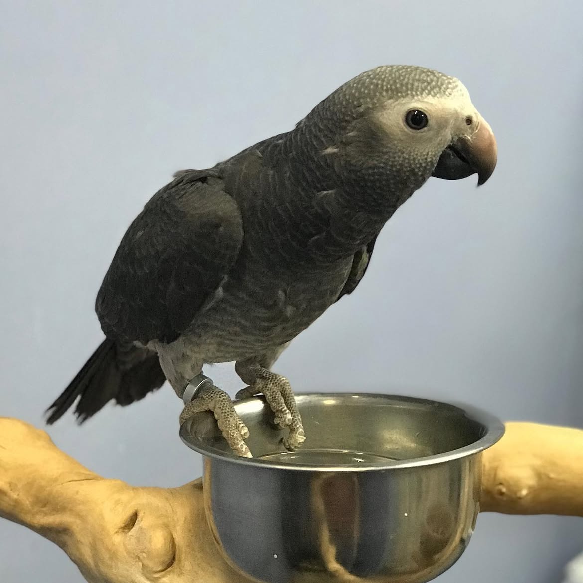 Timneh African grey parrot for sale