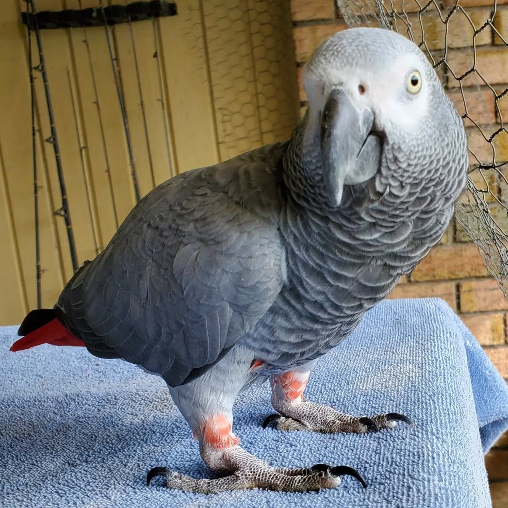 Chloe 4-year-old adult female Congo African Grey Parrot for sale